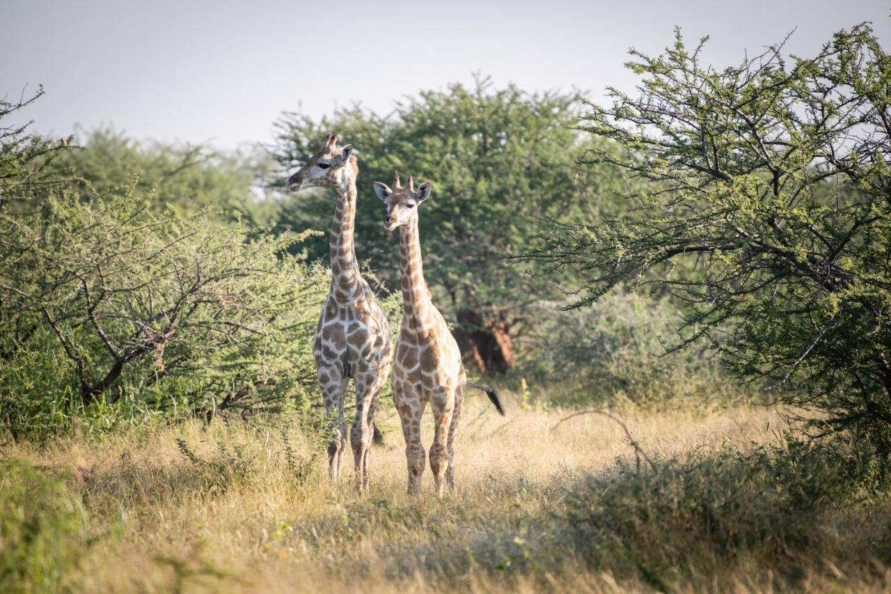 Frans Indongo Lodge Otjiwarongo Exteriör bild