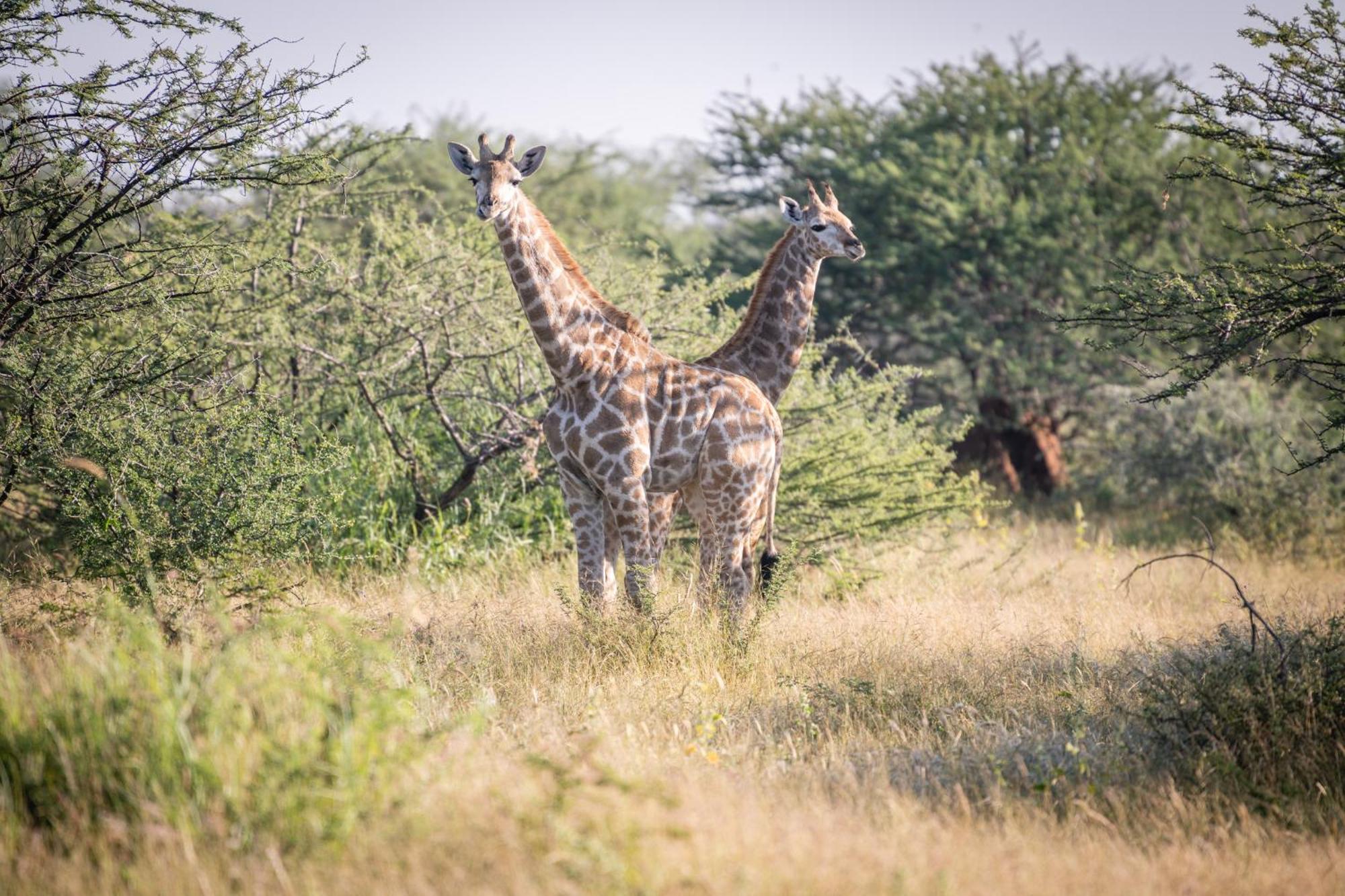Frans Indongo Lodge Otjiwarongo Exteriör bild