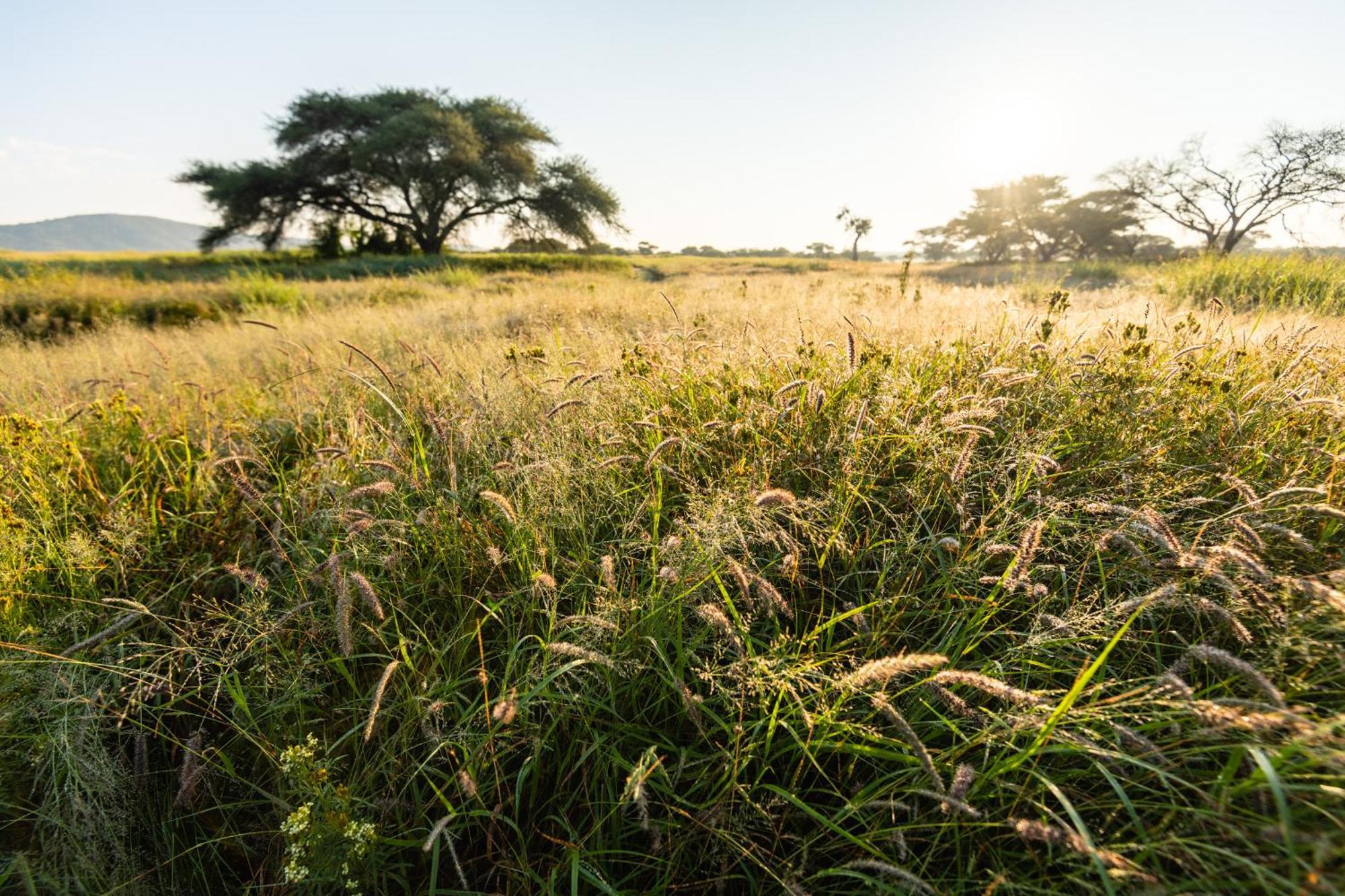 Frans Indongo Lodge Otjiwarongo Exteriör bild