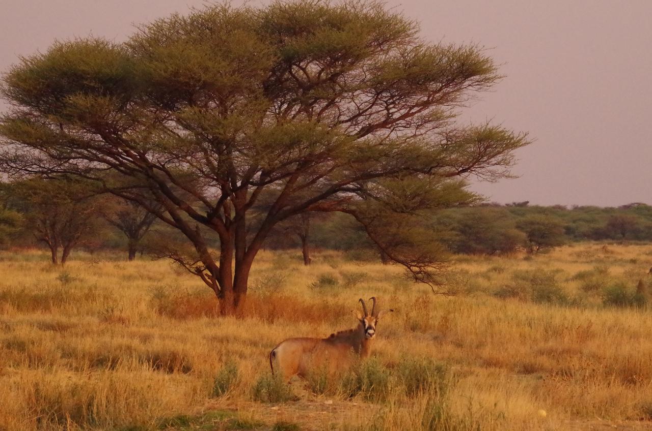 Frans Indongo Lodge Otjiwarongo Exteriör bild