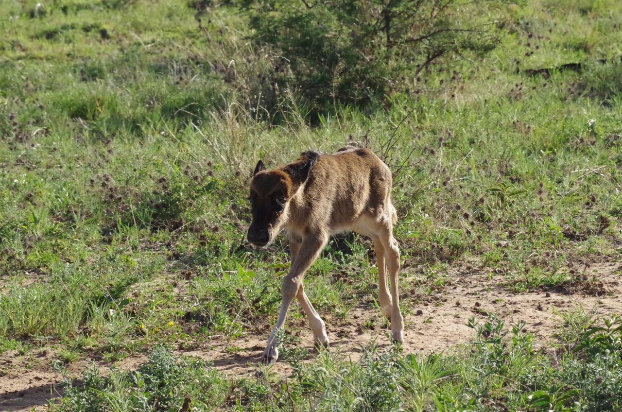 Frans Indongo Lodge Otjiwarongo Exteriör bild
