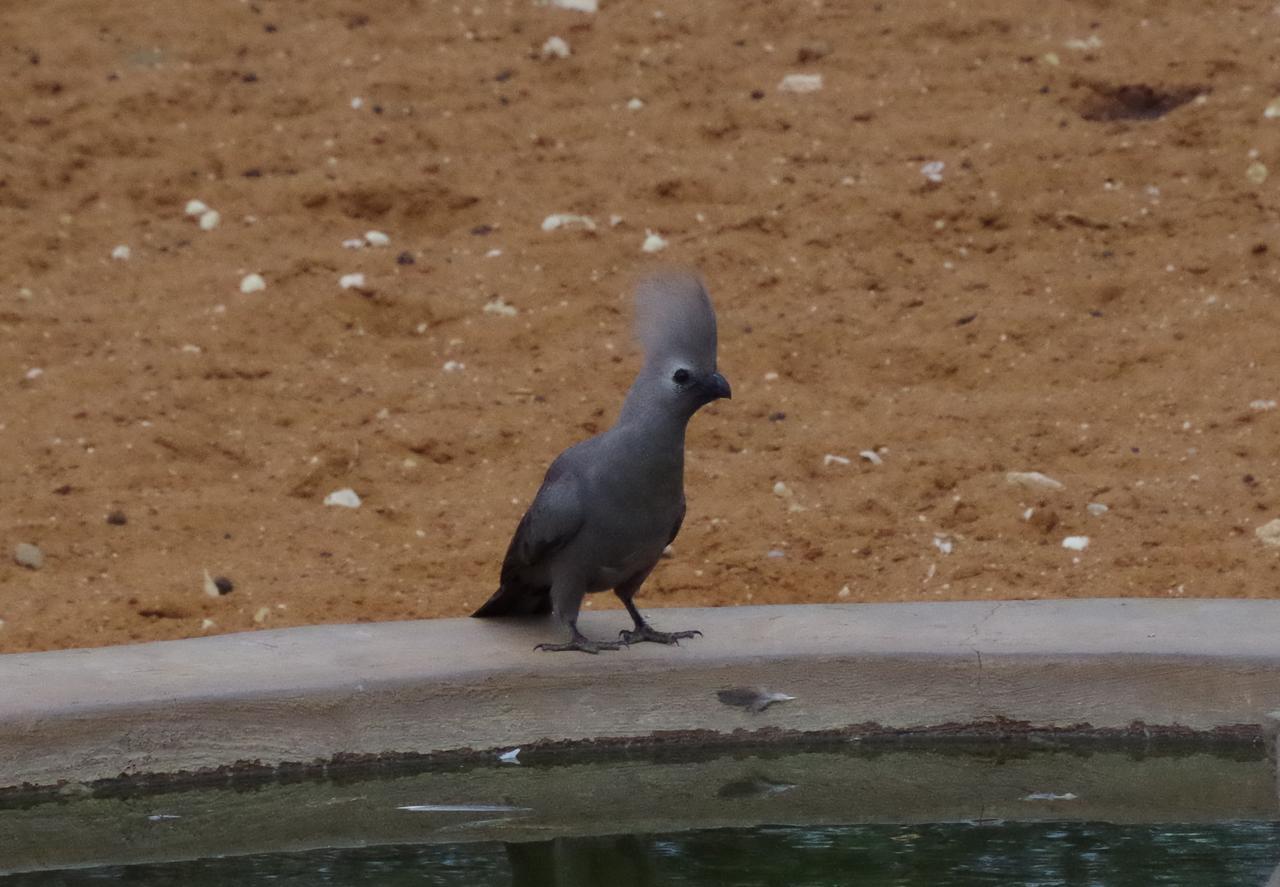 Frans Indongo Lodge Otjiwarongo Exteriör bild