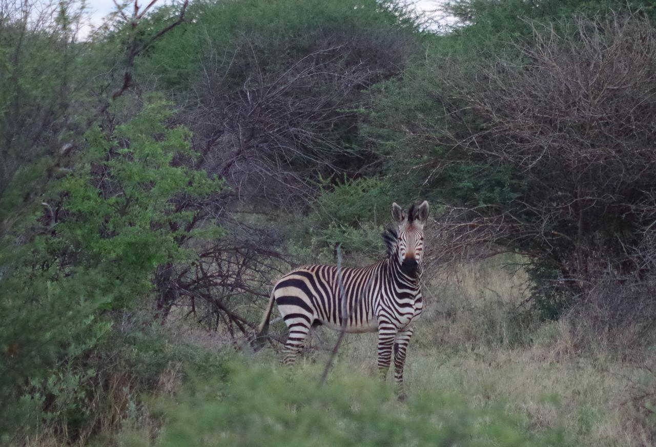Frans Indongo Lodge Otjiwarongo Exteriör bild