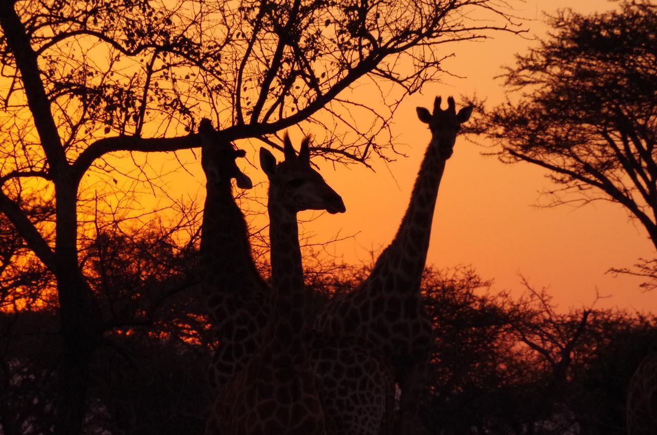 Frans Indongo Lodge Otjiwarongo Exteriör bild