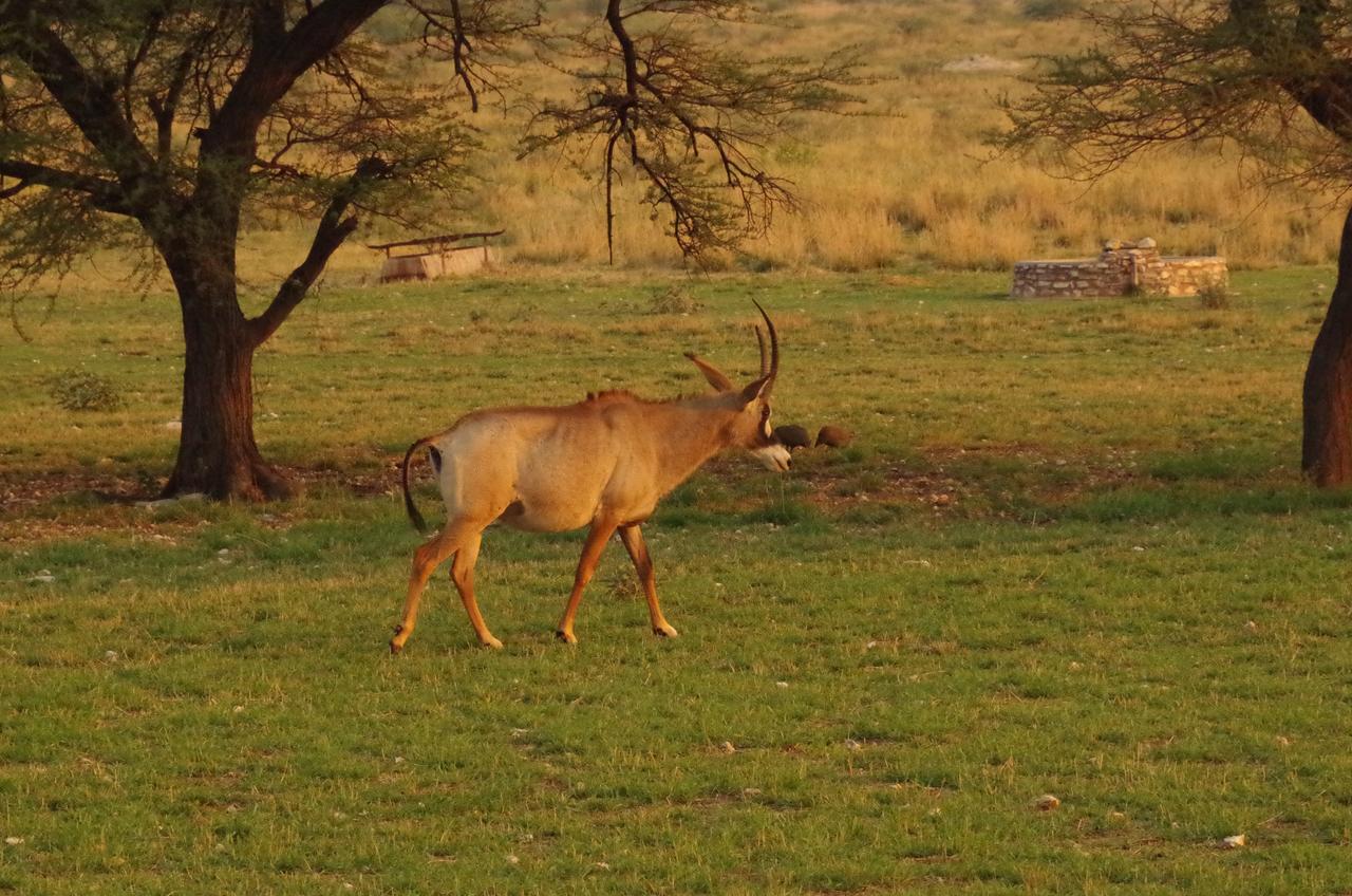 Frans Indongo Lodge Otjiwarongo Exteriör bild