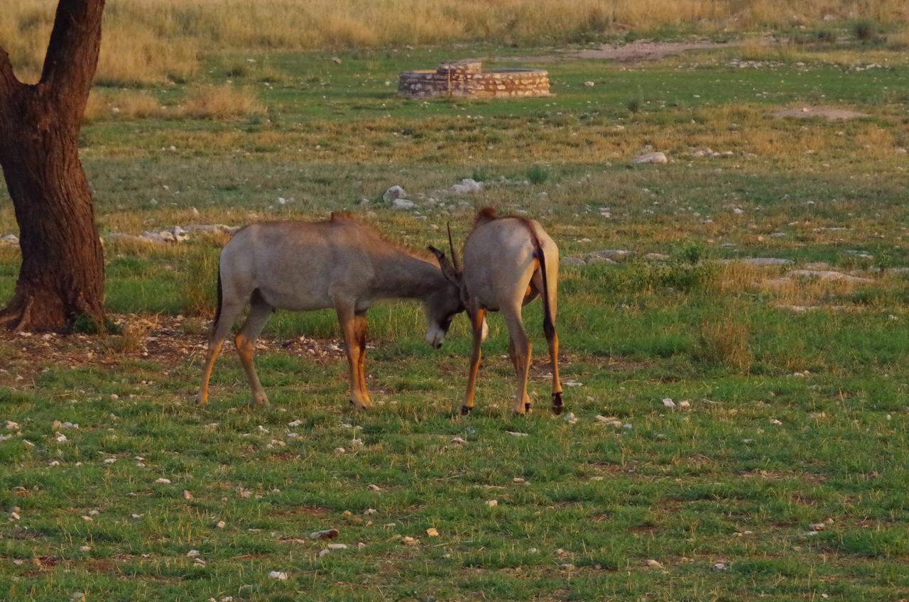 Frans Indongo Lodge Otjiwarongo Exteriör bild