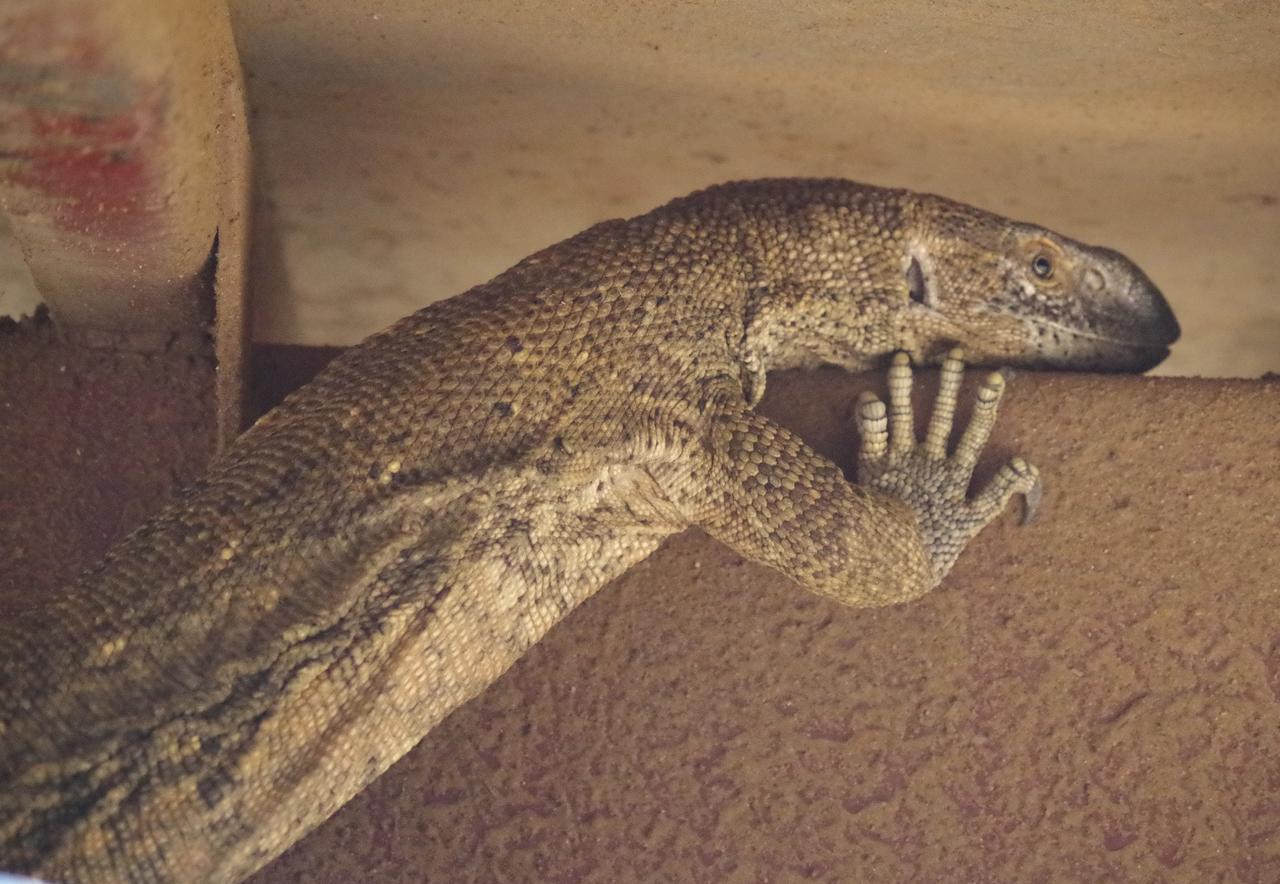 Frans Indongo Lodge Otjiwarongo Exteriör bild