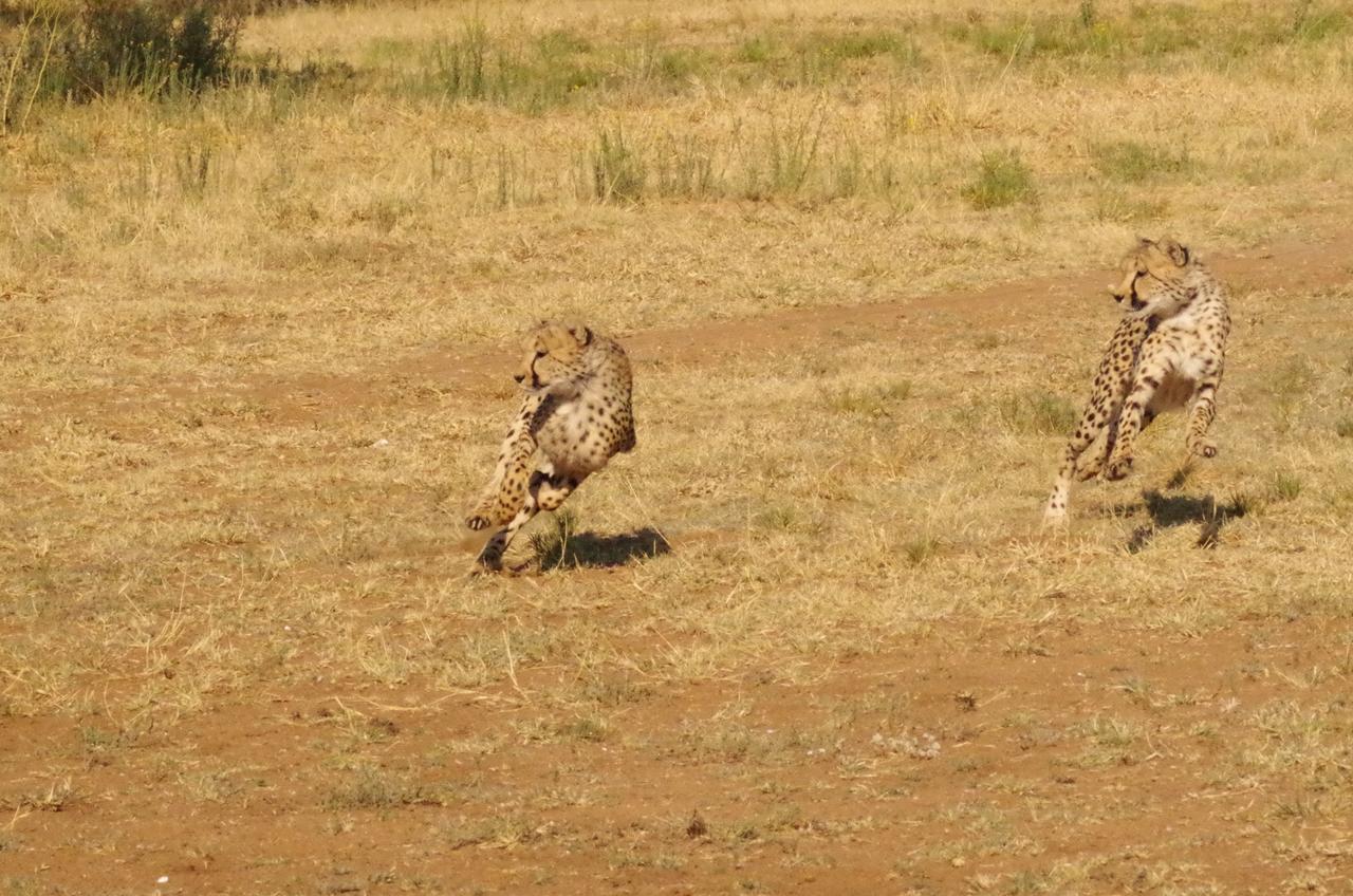 Frans Indongo Lodge Otjiwarongo Exteriör bild