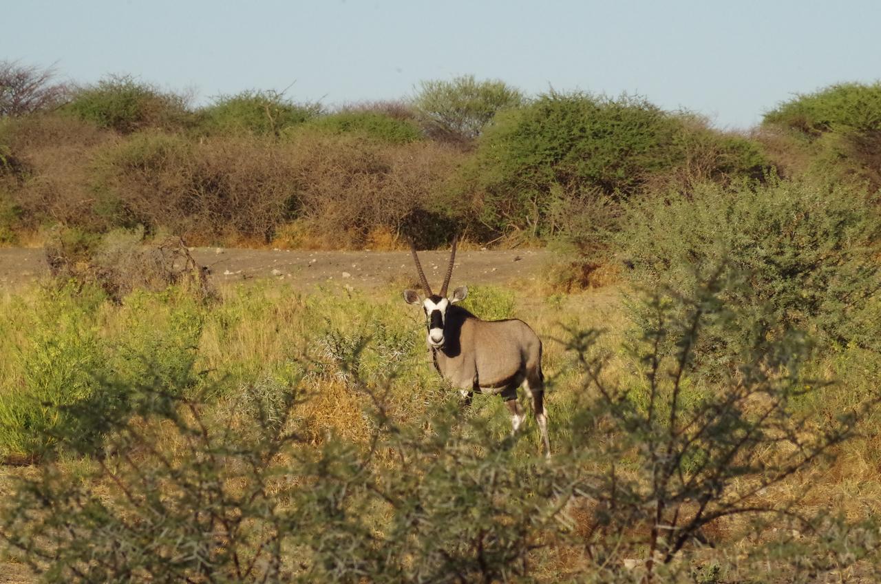 Frans Indongo Lodge Otjiwarongo Exteriör bild