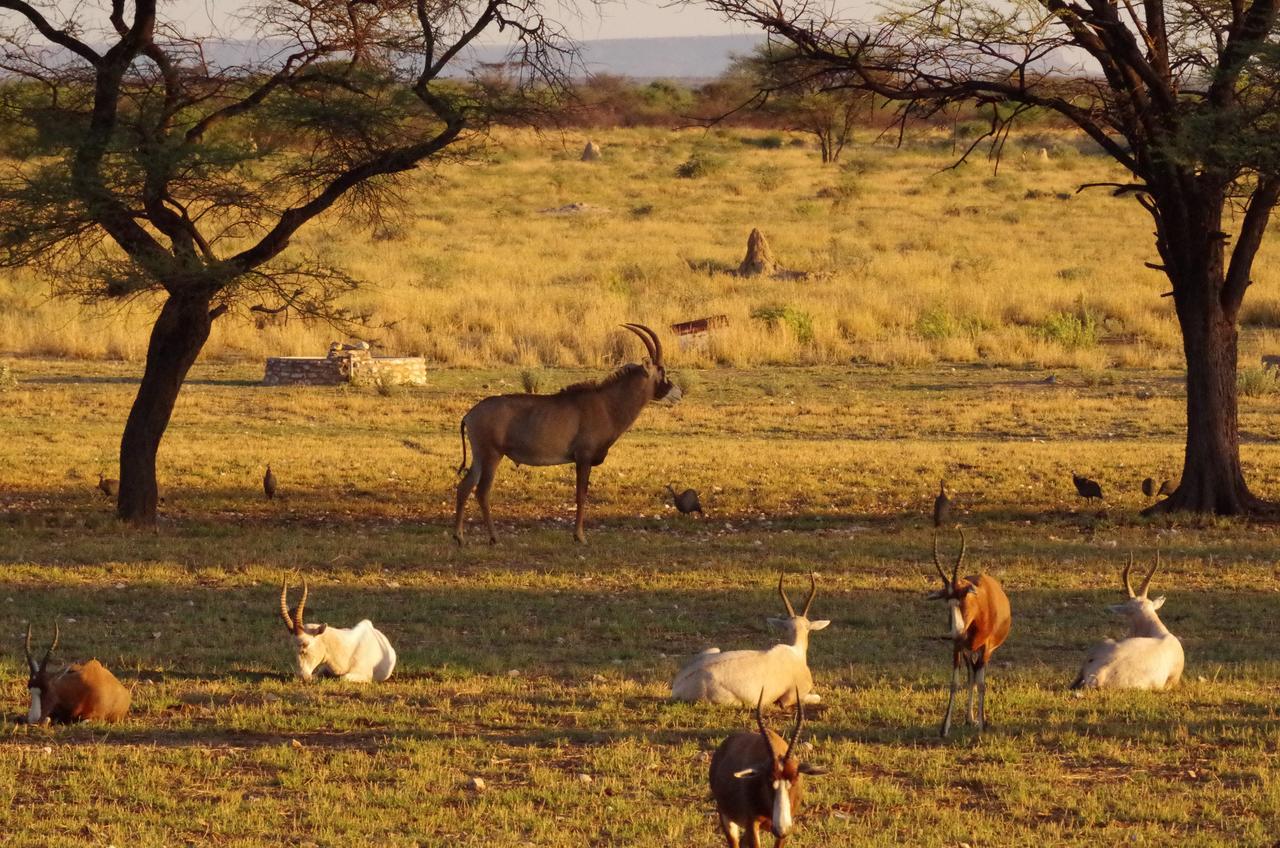 Frans Indongo Lodge Otjiwarongo Exteriör bild